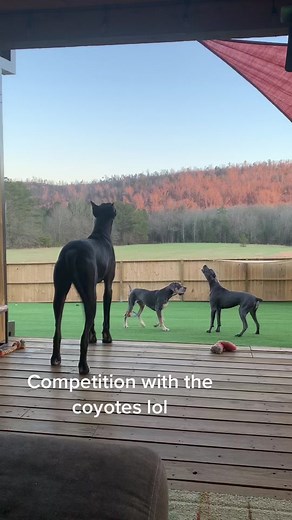 Great Dane Vs. Coyote: Protecting Our Furkid from Predators