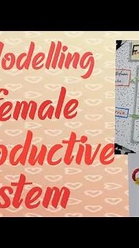 How to make a clay model of female reproductive system !!