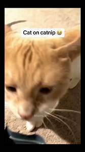 20K views · 217 reactions | Real Life Peter Griffin Memes on Reels | Facebook