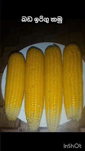 බඩ ඉරිගු කමු 🌽#sweetcorn #new #srilanka #ඉරිගු #nilameskitchen