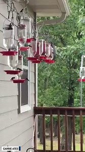 3.9M views · 11K reactions | These hummingbirds set up shop on at these amazing hummingbird feeders in Wildwood, Arkansas. | The National Desk - TND | Facebook