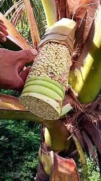 traditional wine making process