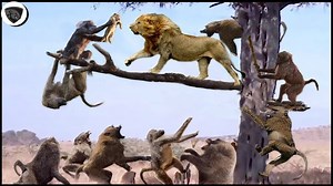 50K views · 894 reactions | Tree Fight Angry Lion Destroys Pack Of Evil Baboons To Rescue Lion Cub.mp4 | Wild life Animals | Facebook