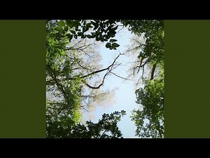 Stickerbush Symphony (From "Donkey Kong Country 2")