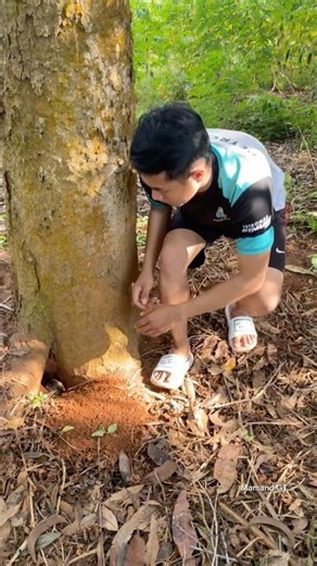 find rare animals #shortvideo #animallife #nature #viralshort #birds