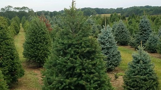 You can cut your own Christmas tree at one of these 60  tree farms in NJ and NY