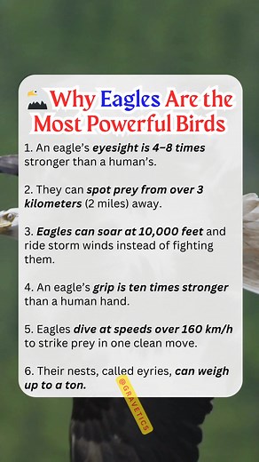 🦅 Eagle Facts That Prove They’re the True Kings of the Sky #Eagles #sky #birdlife #fblifestyle #animallover #fypシ #fypシ゚viralシ | Gravetics