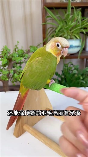 Super nutritious snacks for parrots to satisfy their cravings. Snacks for weight gain for parrot