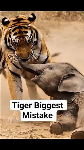 Tiger Attacks Baby Elephant — But the Mother Fights Back | Real Wildlife Rescue