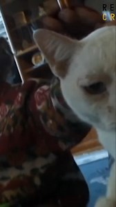 12K views · 47 reactions | We explore the groundbreaking use of human and animal DNA in 1994. Discover the challenges faced by investigators as they seek justice, and learn about the first of its kind DNA analysis, and the crucial role of Dr. O'Brien. #DNA #ForensicScience #CrimeSolving #AnimalDNA #Investigation #TrueCrime #Science #Genetics #DrOBrien #ColdCase | Real Crime | Facebook