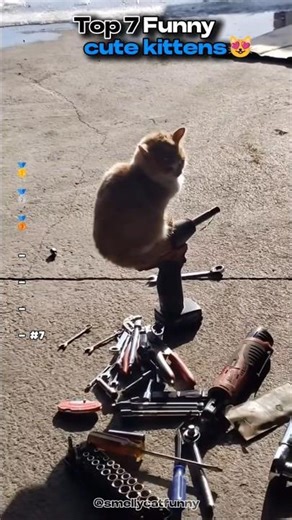Cutest Kittens Fail Ever 😆 Wait for the End #funnyanimal #cat #catsoftiktok #funny