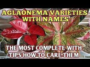 AGLAONEMA VARIETIES WITH NAMES | AGLAONEMA PLANT CARE TIPS