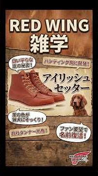 REDWINGと言えばのアイリッシュセッター！その名前の由来は？？ #アメカジ #プチ知識 #雑学 #redwing #fashion #shorts