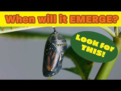 When will my butterfly come out??