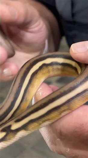 ‪@GreenRoomPythons‬ Favorite Reach Out Retic!!!