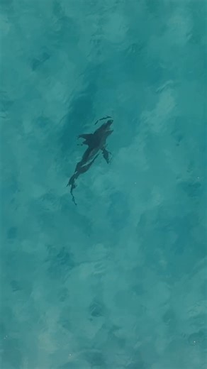 Aerial mode: ON 🦈🚀 This bronze whaler completely flipped the script on stock-standard behaviour, with a breach and roll out of the water! 🤯 Possibly shaking off hitchhikers or reacting to something out of sight! ....what do you reckon? 💭 The ocean stays unpredictable 🤷🏻‍♂️ • Mavic 3 Pro • Western Australia #natgeoyourshot #shark #westernaustralia #sharkbait #sharkweek | Tom Kav Media