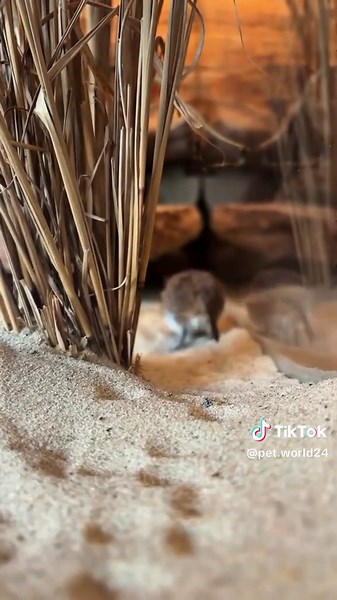Elephant Shrew Core#funny #cute #animals #funny videos #cuteanimals #fyp #pet #elephantshrew