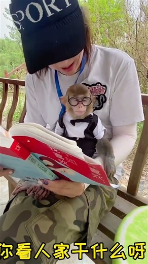 Monkey See, Monkey Read: Tiny Spectacled Primate Discovers the Joy of Books