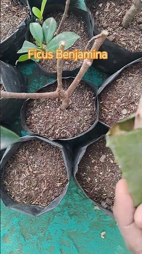 ficus benjamina Propagation/ficus benjamina cutting growing/how to grow ficus plant/gardening