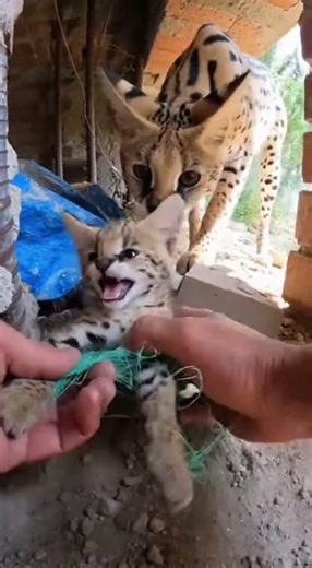 Hands Prying Netting in a Tight Rocky Rubble Corner