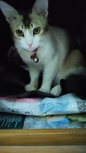 #Leo❤️🐾 Jaygar onk ovab 😑 #Chillwithpippo❤️🐾 | Chill With Pippo