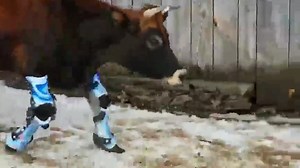 Lois from Kinder Way Farm Sanctuary trying to adjust to her custom forelimb braces. She has severe angular deformities and contractures bilaterally and these brace help to stretch the contracted tendons and support the malaligned limbs. Image/video credits: bionicpets | Wevolver.com