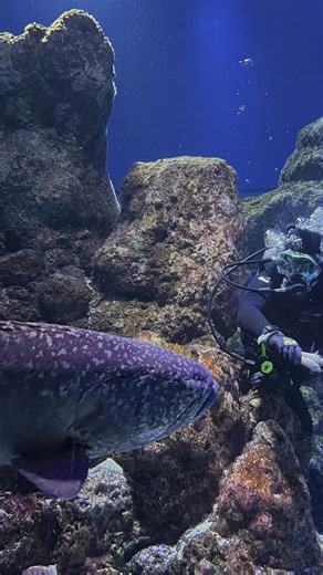 43 reactions · 4 comments | Let’s feed Chang our Giant Queensland...