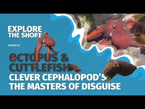 Octopus, Cuttlefish, and Squid – The Masters of Disguise!