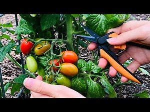How to Prune Tomato Plants (Quick & Easy Tomato Tips) | How to Grow Tomatoes at Home