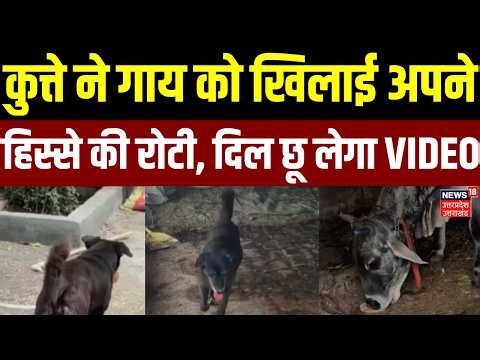 Viral Video: कुत्ते ने गाय को खिलाई अपने हिस्से की रोटी, दिल छू लेगा VIDEO | Vikasnagar | Latest