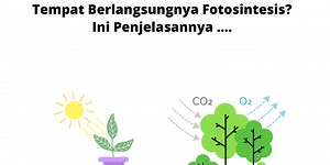 Di Mana Bagian Tumbuhan Tempat Berlangsungnya Fotosintesis? Ini Penjelasannya ....