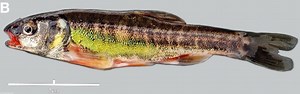 Deux nouvelles espèces de vairon français - L'Observatoire des Poissons du bassin Seine Normandie