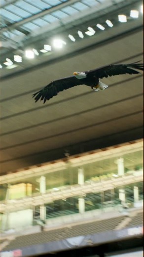 Fally Ipupa News on Instagram: "🚨 02 Mai 2026 : Fally Ipupa en concert au Stade de France !!! Un jour, une date, un événement, une histoire. Rendez-vous à ne pas manquer pour le plus grand concert de l'histoire. Ouverture de la billetterie le 08 Octobre 2025."