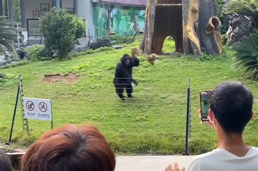 Am I the grass-hole? Gorilla hurls sod at zoogoers