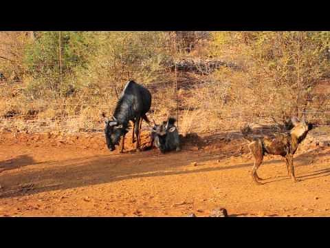 Madikwe Wild Dogs vs Wildebeest