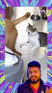 The best Cat attack compilation 😂🤌 #funny #dontlaught #trynot #youtubeshorts #funnyshorts #cat #cats