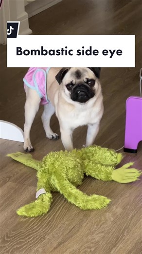 Fancy & Juicy the mini pug on TikTok