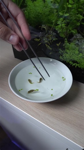 Adorable Mini Puffer Fish in Freshwater Aquarium