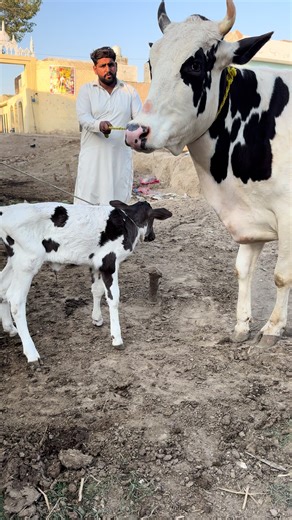 A Day on a Dairy Farm: Cow Care and Milking Practices