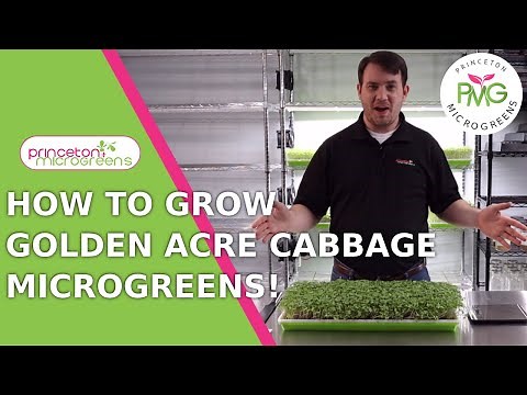How to grow Golden Acre Cabbage Microgreens!