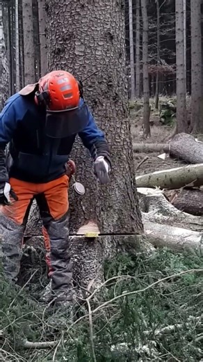 Most Satisfying Tree Cutting with Chainsaw #wood #woodworking #logging #tree #lumberjack #woodscraft