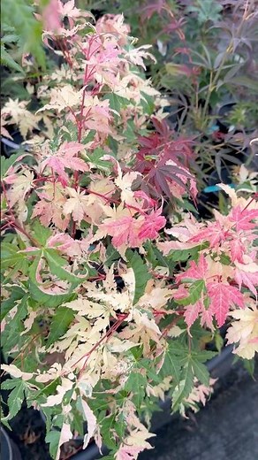 Acer palmatum 'Kotobuki' Rare Pink Variegated Japanese Maple