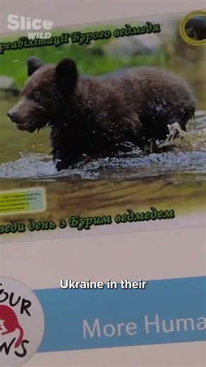 Freeing the vodka bears | SLICE WILD