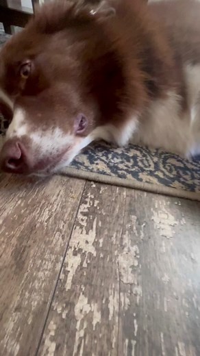 Hilarious Dog with Gold Tooth Knocking out a Tooth