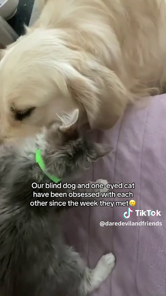 Daredevil Dangermouse 4eva ❤️😭 excuse the terrible quality, these videos are a few years old #blinddog #kitten #rescue #dog #dogsoftiktok #bestfriends #specialneeds