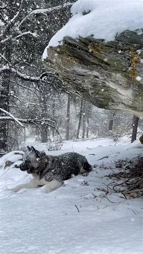 The King 👑 #americanakita #akita #americanakitatiktok #workingdog #guarddog #guarddogs #hiking
