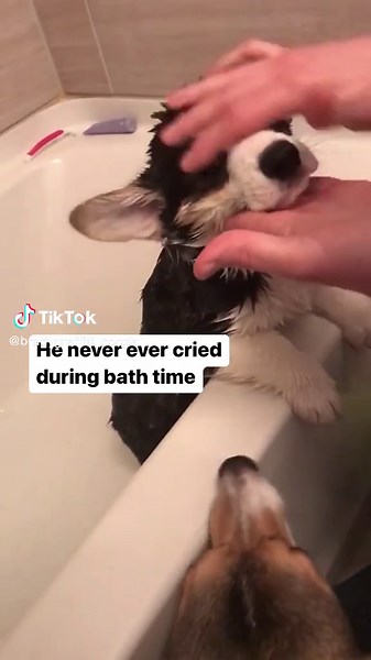 Graffiti: The Best Puppy Ever - Share Your Puppy Experience!