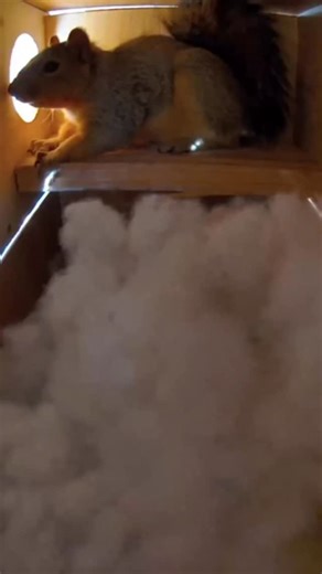 I often hear from people who worry that their squirrels will fight over the boxes they set up. My advice is always to place more than one box so the little ones have options. The truth is that this behavior is natural, and while it can be hard to watch, it is part of their world. Squirrels are nomadic by nature, constantly facing challenges that include avoiding predators and finding a safe, warm place to call their own. This moment with Ava is a perfect example. She made it clear to an unwanted