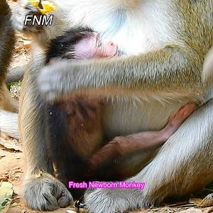Ever cute newborn try to get milk, Newborn look grow day by day, Fresh Newborn Monkey 3255 | Fresh Newborn Monkey | Facebook