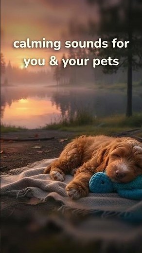 Relaxing Campfire Sounds for You & Your Pets